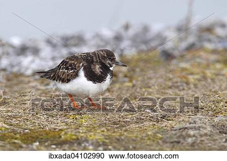 Stock Image - Ruddy Turnstone (Arenaria interpres) standing on mossy ground, Lauwersmeer National Park, Holland, The Netherlands, Europe. Fotosearch