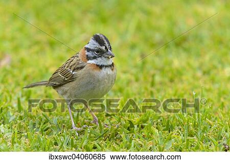 Rufous-collared Sparrow (Zonotrichia capensis), Los Quetzales National Park, San Jose Province, Costa Rica, North America View Large Photo Image Stock Photography - Rufous-collared Sparrow (Zonotrichia capensis), Los Quetzales National Park, San Jose Province, Costa Rica, North America. Fotosearch