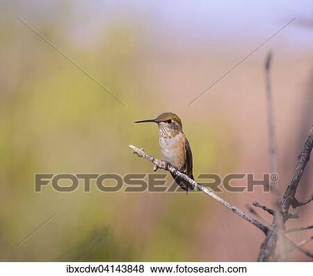 Stock Photo - Rufous hummingbird (Selasphorus rufus) female, Dead Horse Point State Park, Canyonlands National Park, Island in the Sky, Utah, USA. Fotosearch