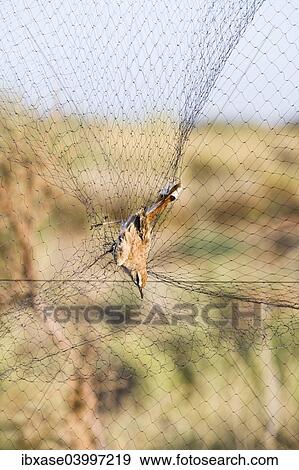 Stock Photo - Rufous-tailed Scrub Robin (Cercotrichas galactotes) caught in mist net for research, Djoudj National Park, Senegal, Africa. Fotosearch