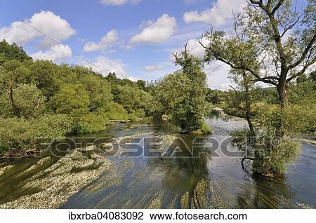 Ruhr valley, course of the river with Water Crowfoot (Ranunculus aquatilis), North Rhine-Westphalia, Germany, Europe View Large Photo Image Stock Image - Ruhr valley, course of the river with Water Crowfoot (Ranunculus aquatilis), North Rhine-Westphalia, Germany, Europe. Fotosearch