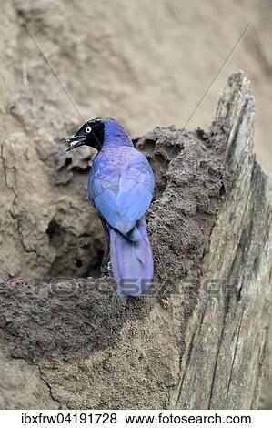 Stock Photo - Ruppell's Starling (Lamprotornis purpuroptera), looting termites' nest, Maasai Mara National Reserve, Kenya, Africa. Fotosearch