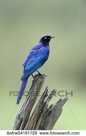 Ruppell's Starling (Lamprotornis purpuroptera), Maasai Mara National Reserve, Kenya, Africa View Large Photo Image Stock Photo - Ruppell's Starling (Lamprotornis purpuroptera), Maasai Mara National Reserve, Kenya, Africa. Fotosearch