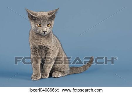 Stock Photography - Russian Blue Kitten, 10 weeks. Fotosearch