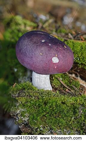 Russula cavipes (Russula cavipes), mycorrhizal fungus in symbiosis with spruce and silver fir, inedible, Switzerland, Europe View Large Photo Image Stock Photograph - Russula cavipes (Russula cavipes), mycorrhizal fungus in symbiosis with spruce and silver fir, inedible, Switzerland, Europe. Fotosearch