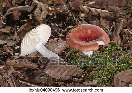 Stock Photograph - Russula mushrooms (Russula grisescens), Baden-Wurttemberg, Germany, Europe. Fotosearch