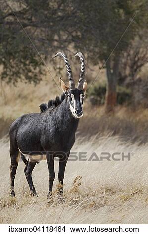 Sable Antelope (Hippotragus niger) adult male, standing in grassland, Kruger National Park, South Africa, Africa View Large Photo Image Picture - Sable Antelope (Hippotragus niger) adult male, standing in grassland, Kruger National Park, South Africa, Africa. Fotosearch