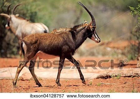Sable Antelope (Hippotragus niger), adult male, Tswalu Game Reserve, Kalahari Desert, North Cape, South Africa, Africa View Large Photo Image Stock Photo - Sable Antelope (Hippotragus niger), adult male, Tswalu Game Reserve, Kalahari Desert, North Cape, South Africa, Africa. Fotosearch