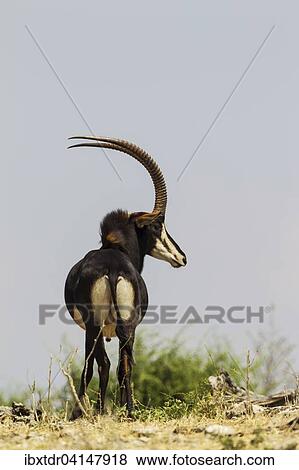 Sable Antelope (Hippotragus niger), bull, Chobe National Park, Botswana, Africa View Large Photo Image Stock Photo - Sable Antelope (Hippotragus niger), bull, Chobe National Park, Botswana, Africa. Fotosearch