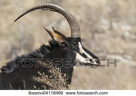 Sable Antelope (Hippotragus niger) adult male, portrait, Kruger National Park, South Africa, Africa View Large Photo Image Stock Photograph - Sable Antelope (Hippotragus niger) adult male, portrait, Kruger National Park, South Africa, Africa. Fotosearch