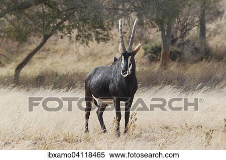 Sable Antelope (Hippotragus niger) adult male, standing in grassland, Kruger National Park, South Africa, Africa View Large Photo Image Stock Photography - Sable Antelope (Hippotragus niger) adult male, standing in grassland, Kruger National Park, South Africa, Africa. Fotosearch