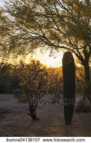 Stock Photo - Saguaro cactus (Carnegiea gigantea) and staghorn cholla cactus (Opuntia versicolor) at sunset, Sonora desert, Tucson, Arizona, USA. Fotosearch