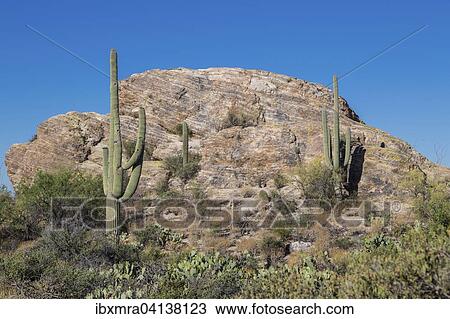 Stock Image - Saguaro cactuses (Carnegiea gigantea) on a large rock, Sonoran Desert, Tucson, Arizona, USA. Fotosearch