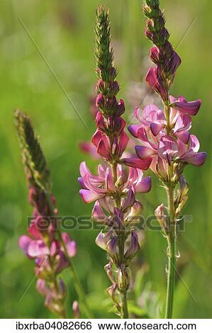 Sainfoin (Onobrychis), Baden-Wurttemberg, Germany, Europe View Large Photo Image Stock Photograph - Sainfoin (Onobrychis), Baden-Wurttemberg, Germany, Europe. Fotosearch