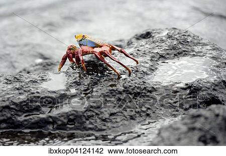 Sally Lightfoot crab (Grapsus grapsus), Urbina Bay, Isabela Island, Galapagos Islands, Ecuador, South America View Large Photo Image Stock Image - Sally Lightfoot crab (Grapsus grapsus), Urbina Bay, Isabela Island, Galapagos Islands, Ecuador, South America. Fotosearch