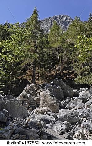 Samaria Gorge National Park, Crete, Greece, Europe View Large Photo Image Stock Image - Samaria Gorge National Park, Crete, Greece, Europe. Fotosearch
