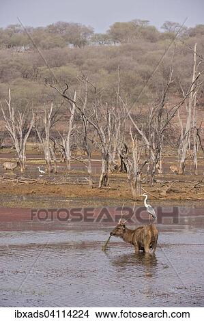 Sambar Deer (Cervus unicolor niger Syn Rusa unicolor), stag grazing in the waters of a lake, with a Grey Heron perched on its back, Ranthambhore National Park, Rajasthan, India, Asia View Large Photo Image Picture - Sambar Deer (Cervus unicolor niger Syn Rusa unicolor), stag grazing in the waters of a lake, with a Grey Heron perched on its back, Ranthambhore National Park, Rajasthan, India, Asia. Fotosearch