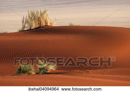Sand dune covered with tufts of grass, patterns in the sand, Namib Desert, Namibia, Africa View Large Photo Image Picture - Sand dune covered with tufts of grass, patterns in the sand, Namib Desert, Namibia, Africa. Fotosearch