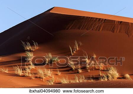Sand dune covered with tufts of grass, evening light, Namib Desert, Namibia, Africa View Large Photo Image Stock Image - Sand dune covered with tufts of grass, evening light, Namib Desert, Namibia, Africa. Fotosearch