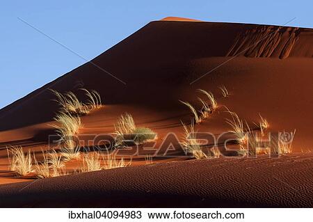 Sand dune covered with tufts of grass, evening light, Namib Desert, Namibia, Africa View Large Photo Image Stock Image - Sand dune covered with tufts of grass, evening light, Namib Desert, Namibia, Africa. Fotosearch