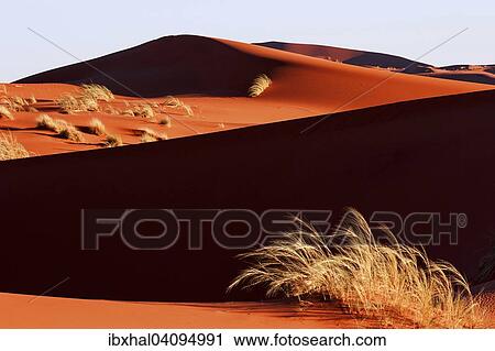 Sand dune covered with tufts of grass, evening light, Namib Desert, Namibia, Africa View Large Photo Image Stock Image - Sand dune covered with tufts of grass, evening light, Namib Desert, Namibia, Africa. Fotosearch