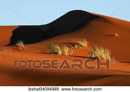 Sand dune covered with tufts of grass, evening light, Namib Desert, Namibia, Africa View Large Photo Image Stock Photo - Sand dune covered with tufts of grass, evening light, Namib Desert, Namibia, Africa. Fotosearch
