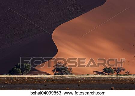 Sand dune, Dune 45, Camel thorn trees (Vachellia erioloba) at the front, evening light, Sossusvlei, Namib Desert, Namib-Naukluft National Park, Namibia, Africa View Large Photo Image Stock Image - Sand dune, Dune 45, Camel thorn trees (Vachellia erioloba) at the front, evening light, Sossusvlei, Namib Desert, Namib-Naukluft National Park, Namibia, Africa. Fotosearch