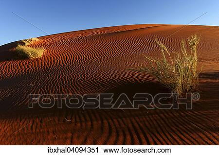 Sand dune with tufts of grass, evening light, Namib Desert, Namibia, Africa View Large Photo Image Stock Image - Sand dune with tufts of grass, evening light, Namib Desert, Namibia, Africa. Fotosearch