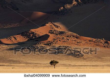 Sand dunes, a Camel thorn tree (Vachellia erioloba) at the front, evening light, Sossusvlei, Namib Desert, Namib-Naukluft National Park, Namibia, Africa View Large Photo Image Stock Photo - Sand dunes, a Camel thorn tree (Vachellia erioloba) at the front, evening light, Sossusvlei, Namib Desert, Namib-Naukluft National Park, Namibia, Africa. Fotosearch