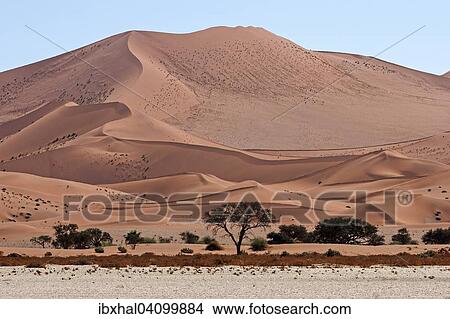 Sand dunes, Camel thorn trees (Vachellia erioloba) at the front, Sossusvlei, Namib Desert, Namib-Naukluft National Park, Namibia, Africa View Large Photo Image Picture - Sand dunes, Camel thorn trees (Vachellia erioloba) at the front, Sossusvlei, Namib Desert, Namib-Naukluft National Park, Namibia, Africa. Fotosearch