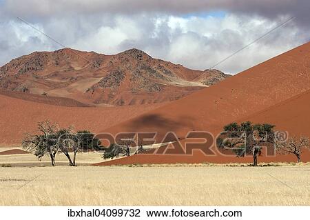Sand dunes, Camel thorn trees (Vachellia erioloba), Sossusvlei, Namib Desert, Namib-Naukluft National Park, Namibia, Africa View Large Photo Image Stock Image - Sand dunes, Camel thorn trees (Vachellia erioloba), Sossusvlei, Namib Desert, Namib-Naukluft National Park, Namibia, Africa. Fotosearch