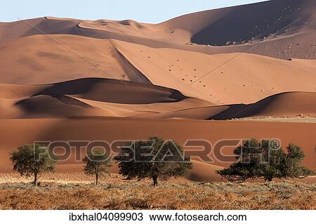 Sand dunes, Camel thorn trees (Vachellia erioloba) at the front, Sossusvlei, Namib Desert, Namib-Naukluft National Park, Namibia, Africa View Large Photo Image Stock Image - Sand dunes, Camel thorn trees (Vachellia erioloba) at the front, Sossusvlei, Namib Desert, Namib-Naukluft National Park, Namibia, Africa. Fotosearch