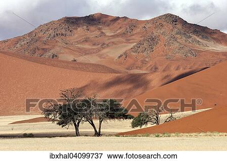 Sand dunes, Camel thorn trees (Vachellia erioloba), Sossusvlei, Namib Desert, Namib-Naukluft National Park, Namibia, Africa View Large Photo Image Stock Photo - Sand dunes, Camel thorn trees (Vachellia erioloba), Sossusvlei, Namib Desert, Namib-Naukluft National Park, Namibia, Africa. Fotosearch