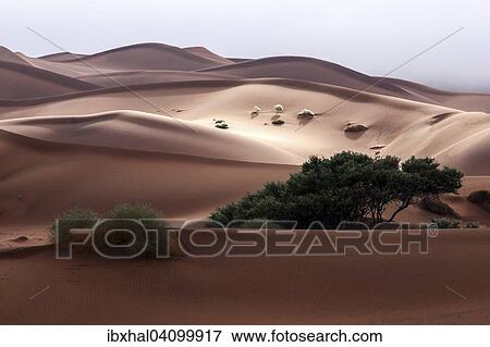 Sand dunes, Camel thorn trees (Vachellia erioloba) at the front, Sossusvlei, Namib Desert, Namib-Naukluft National Park, Namibia, Africa View Large Photo Image Stock Photo - Sand dunes, Camel thorn trees (Vachellia erioloba) at the front, Sossusvlei, Namib Desert, Namib-Naukluft National Park, Namibia, Africa. Fotosearch