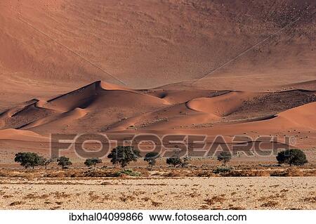 Sand dunes, Camel thorn trees (Vachellia erioloba) at the front, Sossusvlei, Namib Desert, Namib-Naukluft National Park, Namibia, Africa View Large Photo Image Stock Photograph - Sand dunes, Camel thorn trees (Vachellia erioloba) at the front, Sossusvlei, Namib Desert, Namib-Naukluft National Park, Namibia, Africa. Fotosearch