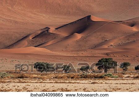 Sand dunes, Camel thorn trees (Vachellia erioloba) at the front, Sossusvlei, Namib Desert, Namib-Naukluft National Park, Namibia, Africa View Large Photo Image Stock Photography - Sand dunes, Camel thorn trees (Vachellia erioloba) at the front, Sossusvlei, Namib Desert, Namib-Naukluft National Park, Namibia, Africa. Fotosearch