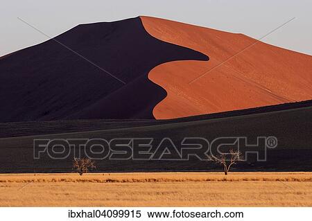 Sand dunes, Camel thorn trees (Vachellia erioloba) at the front, evening light, Sossusvlei, Namib Desert, Namib-Naukluft National Park, Namibia, Africa View Large Photo Image Stock Photography - Sand dunes, Camel thorn trees (Vachellia erioloba) at the front, evening light, Sossusvlei, Namib Desert, Namib-Naukluft National Park, Namibia, Africa. Fotosearch