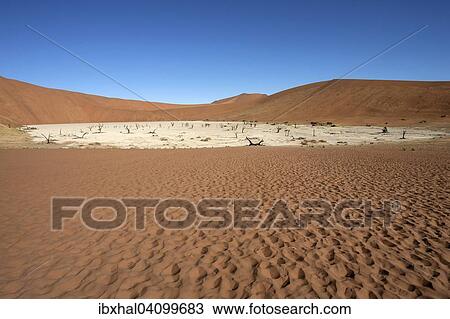 Sand dunes, dead Camel thorn trees (Vachellia erioloba), salt and clay pan, Dead Vlei, Sossusvlei, Namib Desert, Namib-Naukluft National Park, Namibia, Africa View Large Photo Image Stock Image - Sand dunes, dead Camel thorn trees (Vachellia erioloba), salt and clay pan, Dead Vlei, Sossusvlei, Namib Desert, Namib-Naukluft National Park, Namibia, Africa. Fotosearch