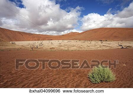 Sand dunes, dead Camel thorn trees (Vachellia erioloba), salt and clay pan, Dead Vlei, Sossusvlei, Namib Desert, Namib-Naukluft National Park, Namibia, Africa View Large Photo Image Stock Photograph - Sand dunes, dead Camel thorn trees (Vachellia erioloba), salt and clay pan, Dead Vlei, Sossusvlei, Namib Desert, Namib-Naukluft National Park, Namibia, Africa. Fotosearch