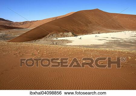 Sand dunes, Hidden Vlei, Namib Desert, Namib Naukluft Park, Namibia, Africa View Large Photo Image Stock Photograph - Sand dunes, Hidden Vlei, Namib Desert, Namib Naukluft Park, Namibia, Africa. Fotosearch