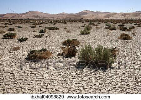 Sand dunes, Hidden Vlei, salt and clay pan, Namib Desert, Namib Naukluft Park, Namibia, Africa View Large Photo Image Stock Photo - Sand dunes, Hidden Vlei, salt and clay pan, Namib Desert, Namib Naukluft Park, Namibia, Africa. Fotosearch