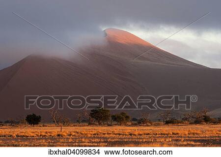 Sand dunes, low clouds, Camel thorn trees (Vachellia erioloba) at the front, morning light, Sossusvlei, Namib Desert, Namib-Naukluft National Park, Namibia, Africa View Large Photo Image Picture - Sand dunes, low clouds, Camel thorn trees (Vachellia erioloba) at the front, morning light, Sossusvlei, Namib Desert, Namib-Naukluft National Park, Namibia, Africa. Fotosearch