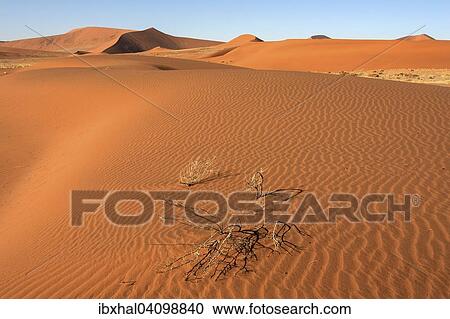 Sand dunes, Sossusvlei, Namib Desert, Namib Naukluft Park, Namibia, Africa View Large Photo Image Stock Image - Sand dunes, Sossusvlei, Namib Desert, Namib Naukluft Park, Namibia, Africa. Fotosearch