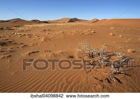 Sand dunes, Sossusvlei, Namib Desert, Namib Naukluft Park, Namibia, Africa View Large Photo Image Stock Image - Sand dunes, Sossusvlei, Namib Desert, Namib Naukluft Park, Namibia, Africa. Fotosearch