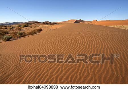 Sand dunes, Sossusvlei, Namib Desert, Namib Naukluft Park, Namibia, Africa View Large Photo Image Stock Photo - Sand dunes, Sossusvlei, Namib Desert, Namib Naukluft Park, Namibia, Africa. Fotosearch
