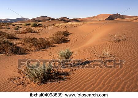 Sand dunes, Sossusvlei, Namib Desert, Namib Naukluft Park, Namibia, Africa View Large Photo Image Stock Photo - Sand dunes, Sossusvlei, Namib Desert, Namib Naukluft Park, Namibia, Africa. Fotosearch