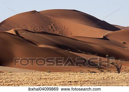 Sand dunes, Sossusvlei, Namib Desert, Namib-Naukluft National Park, Namibia, Africa View Large Photo Image Stock Photo - Sand dunes, Sossusvlei, Namib Desert, Namib-Naukluft National Park, Namibia, Africa. Fotosearch