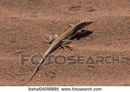 Sand lizard (Aporosaura anchietae), Sossusvlei, Namib Desert, Namib-Naukluft National Park, Namibia, Africa View Large Photo Image Stock Photography - Sand lizard (Aporosaura anchietae), Sossusvlei, Namib Desert, Namib-Naukluft National Park, Namibia, Africa. Fotosearch