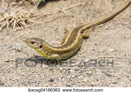 Sand lizard (Lacerta agilis), female, pregnant, basking on the wayside, Hesse, Germany, Europe View Large Photo Image Stock Image - Sand lizard (Lacerta agilis), female, pregnant, basking on the wayside, Hesse, Germany, Europe. Fotosearch