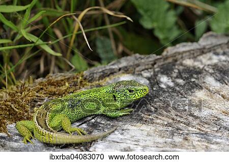 Sand Lizard (Lacerta agilis), male, mating season colouring, Baden-Wurttemberg, Germany, Europe View Large Photo Image Stock Image - Sand Lizard (Lacerta agilis), male, mating season colouring, Baden-Wurttemberg, Germany, Europe. Fotosearch